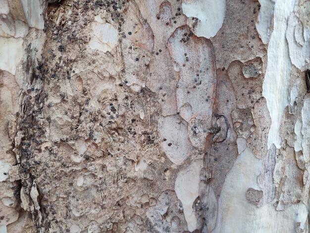 Patrones de textura de la corteza de los árboles en el bosque urbano