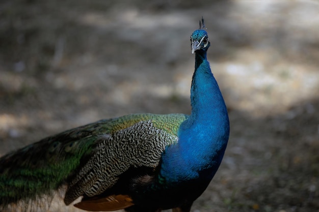 Pavão andando no parque closeup