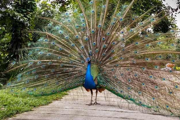 Pavão azul indiano