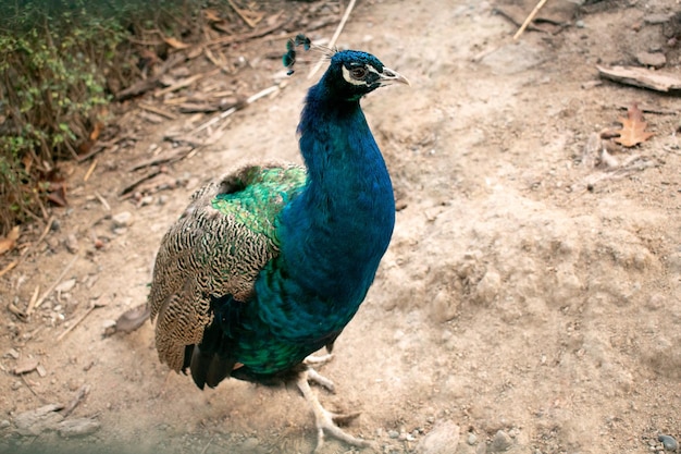 Pavão azul selvagem no chão