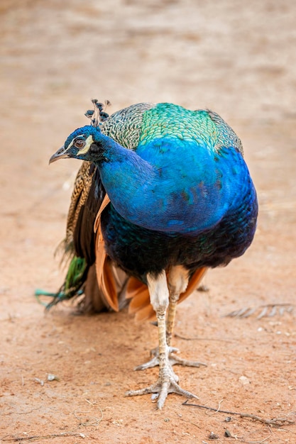 Pavão bonito