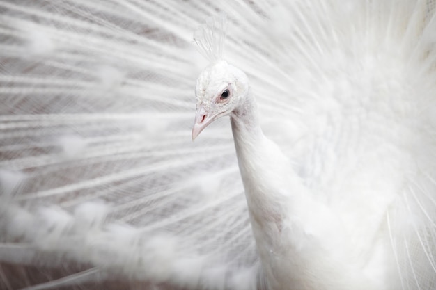 Pavão branco no zoológico