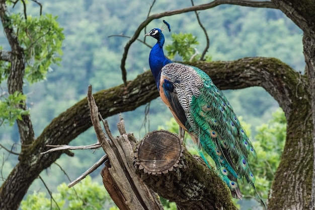 Pavão colorido maravilhoso senta-se em uma árvore