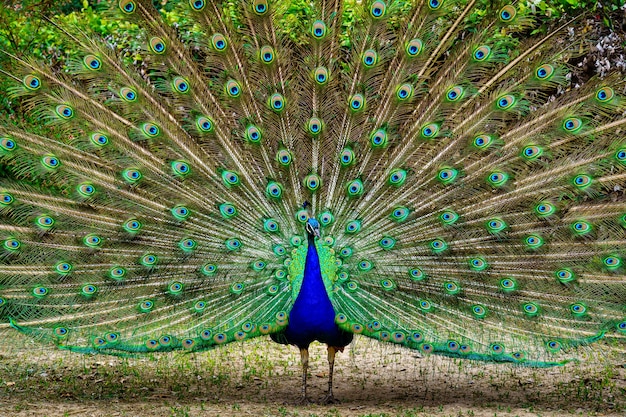 Pavão com a cauda aberta exibindo cores vivas em um arranjo simétrico