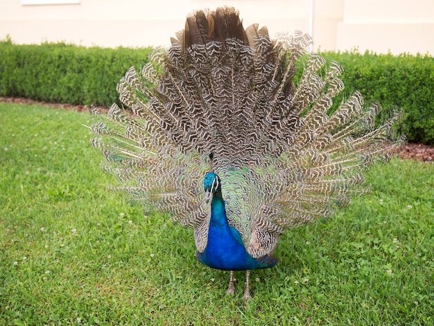 Pavão com cauda aberta