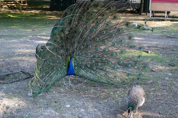 Pavão dançando com cauda colorida larga