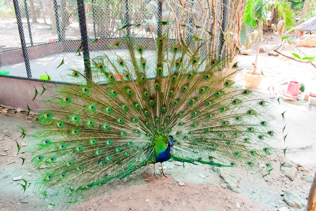 Pavão dançando mostrando o rabo em plena floração