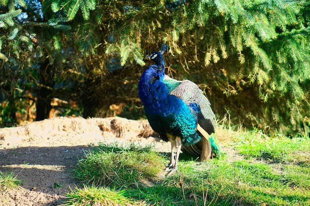 Pavão de pássaro desfilando por um prado verde Pássaro elegante em cores magníficas