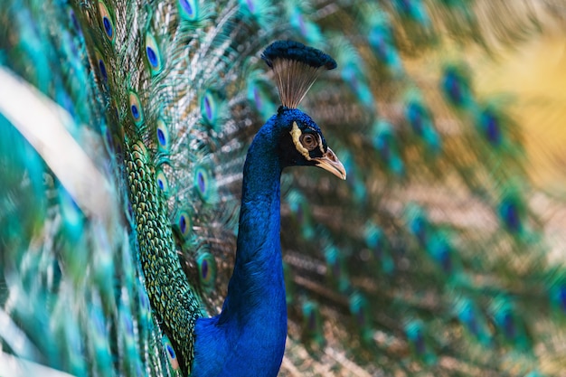 Pavão de retrato com belas penas coloridas