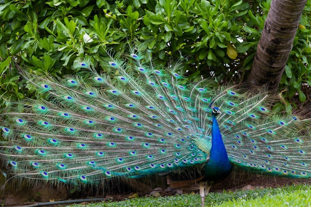 Pavão em clima tropical.