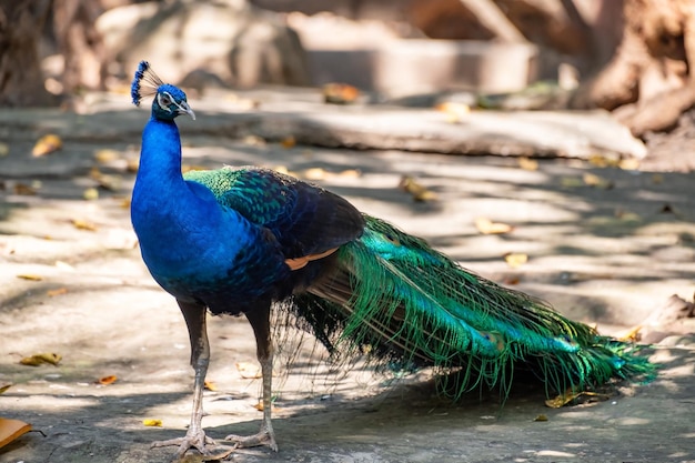 Pavão em pé sobre uma pedra no zoológico