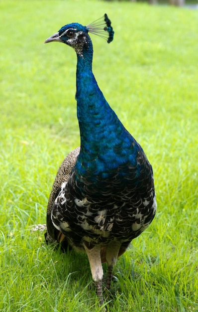 Pavão em um fundo verde