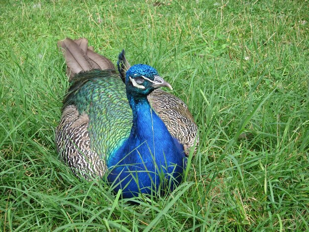 Pavão em um parque