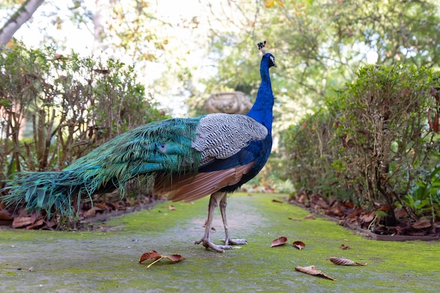 Pavão em uma reserva verde de verão