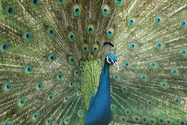 pavão exibindo sua plumagem brilhante