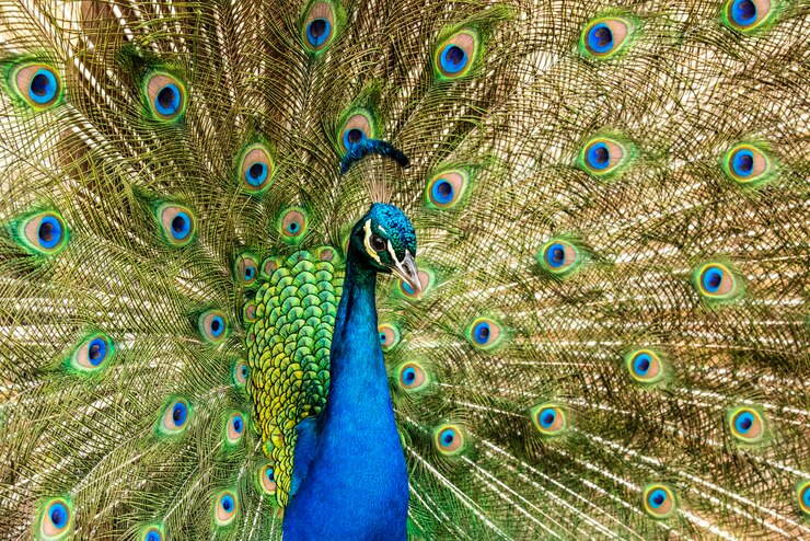 Foto pavão exibindo suas penas coloridas.