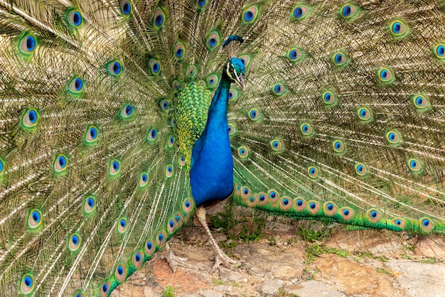 Pavão exibindo suas penas coloridas.