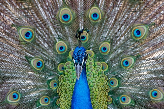 Pavão incrível durante sua exposição