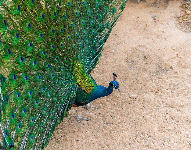 Pavão indiano bonito