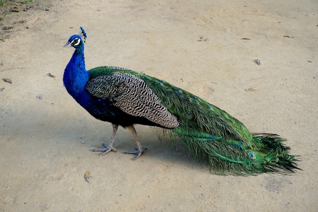 Foto pavão indiano com sua plumagem iridescente metálica azul e verde.