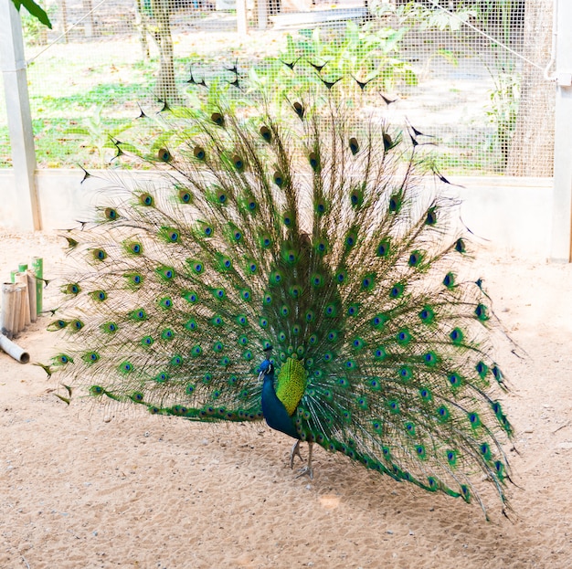 Pavão indiano lindo