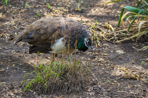 Pavão indiano ou pavão azul pavo cristatus