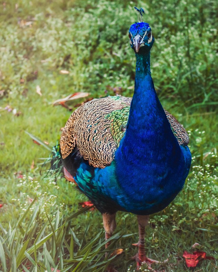 Foto pavão masculino no gramado verde.
