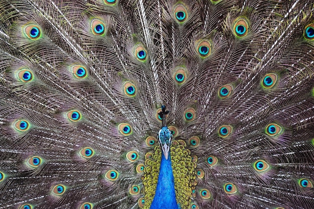 pavão mostrando a cauda de penas