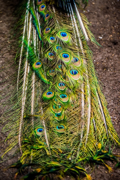 Pavão mostrando as penas estendidas da cauda