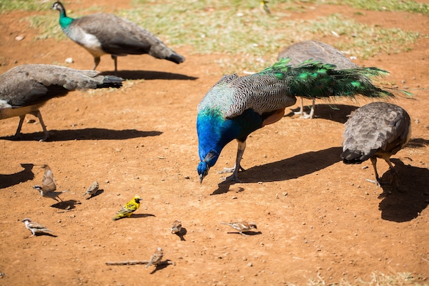 Pavão na grama