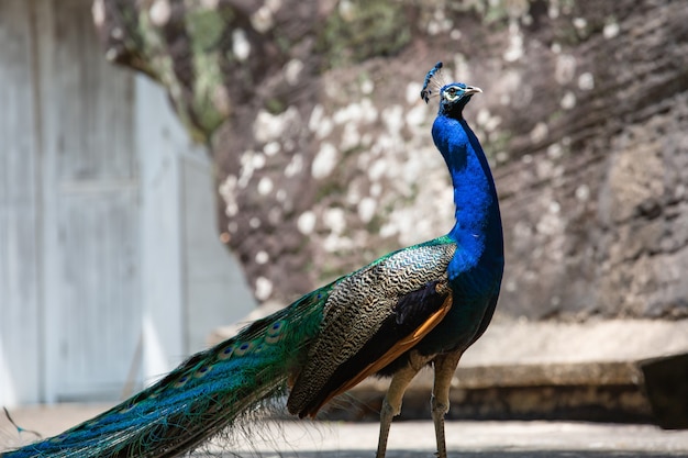 Pavão no castelo de pedra da floresta Tailândia