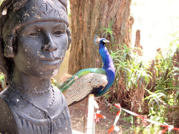 Foto pavão no jardim