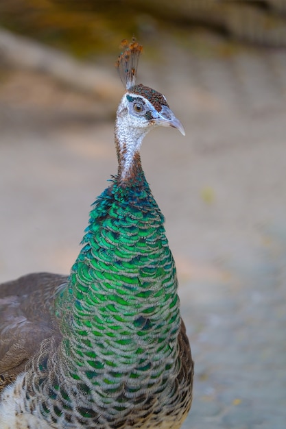 Pavão no museu do castelo de pedra da floresta, Tailândia