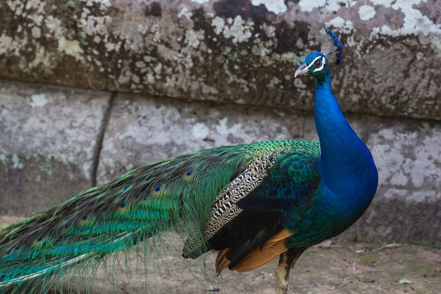 Pavão no museu do castelo de pedra da floresta, tailândia