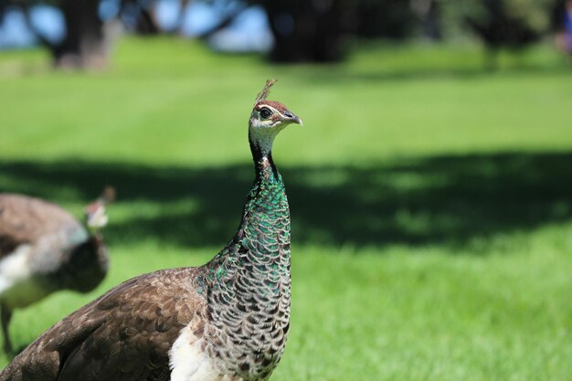 pavão no Parque Regional Shakespear de Auckland Nova Zelândia