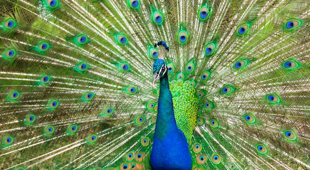 Pavão orgulhoso. pássaro brilhante com plumagem bonita, tons de verde.