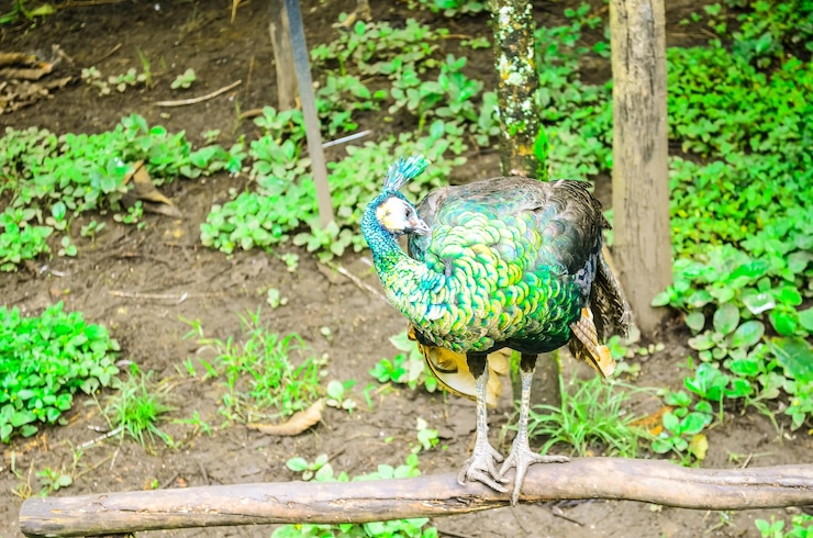 Foto pavão verde num jardim