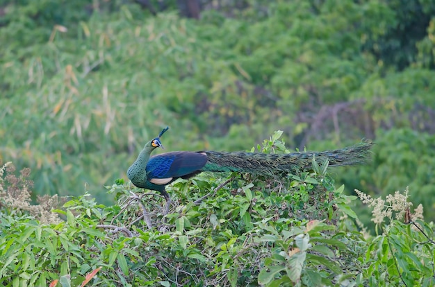 Pavão verde, pavão na natureza