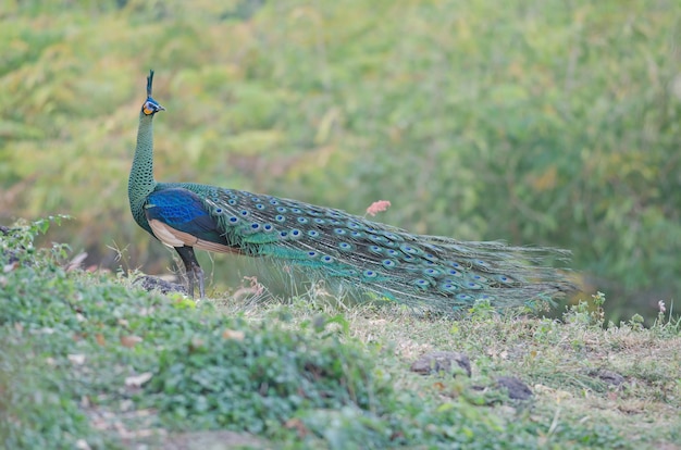 Foto pavão verde, pavão na natureza