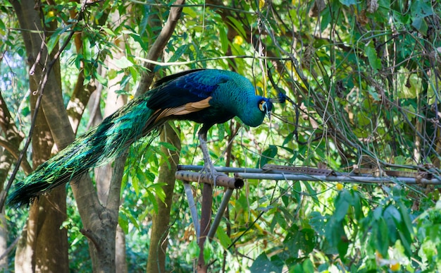 Pavão