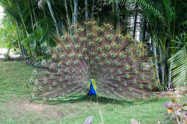 pavão