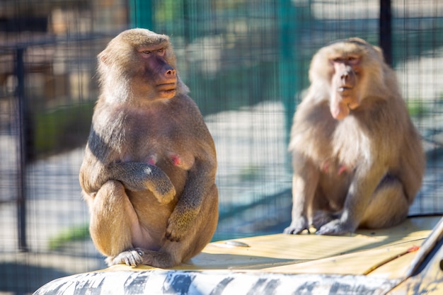 Pavianaffen in einem Zoo am sonnigen Tag.