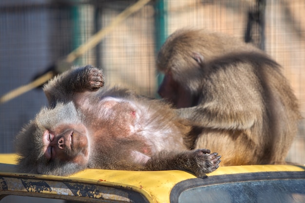 Pavianaffen in einem Zoo am sonnigen Tag.