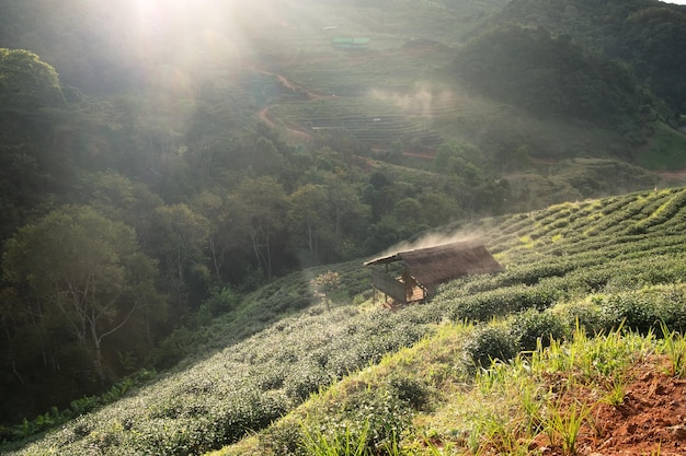 Pavilhão de plantação de chá nevoeiro de palha linda manhã