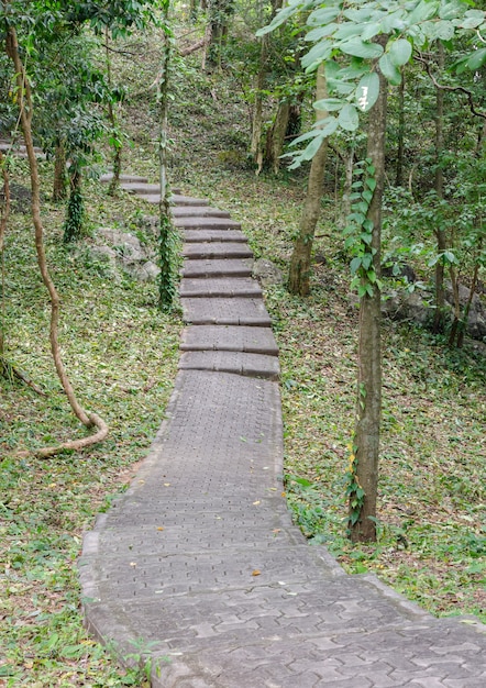 Pavimento de acera de piedra en bosque verde.