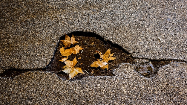 Pavimento de asfalto dañado con hojas de otoño. foto de alta calidad