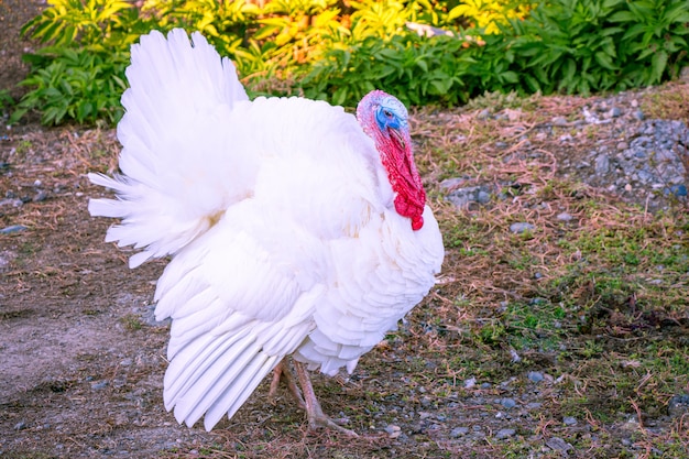 Un pavo blanco camina en el patio.