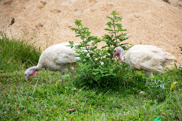 Pavo blanco gran pájaro caminando encontrando comida en pastizales al aire libre en Narathiwas Tailandia