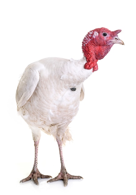 Pavo blanco de holanda