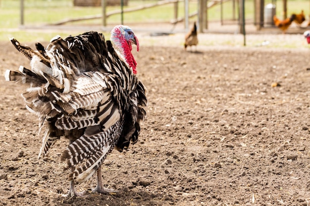 Pavo blanco en la pequeña granja urbana.